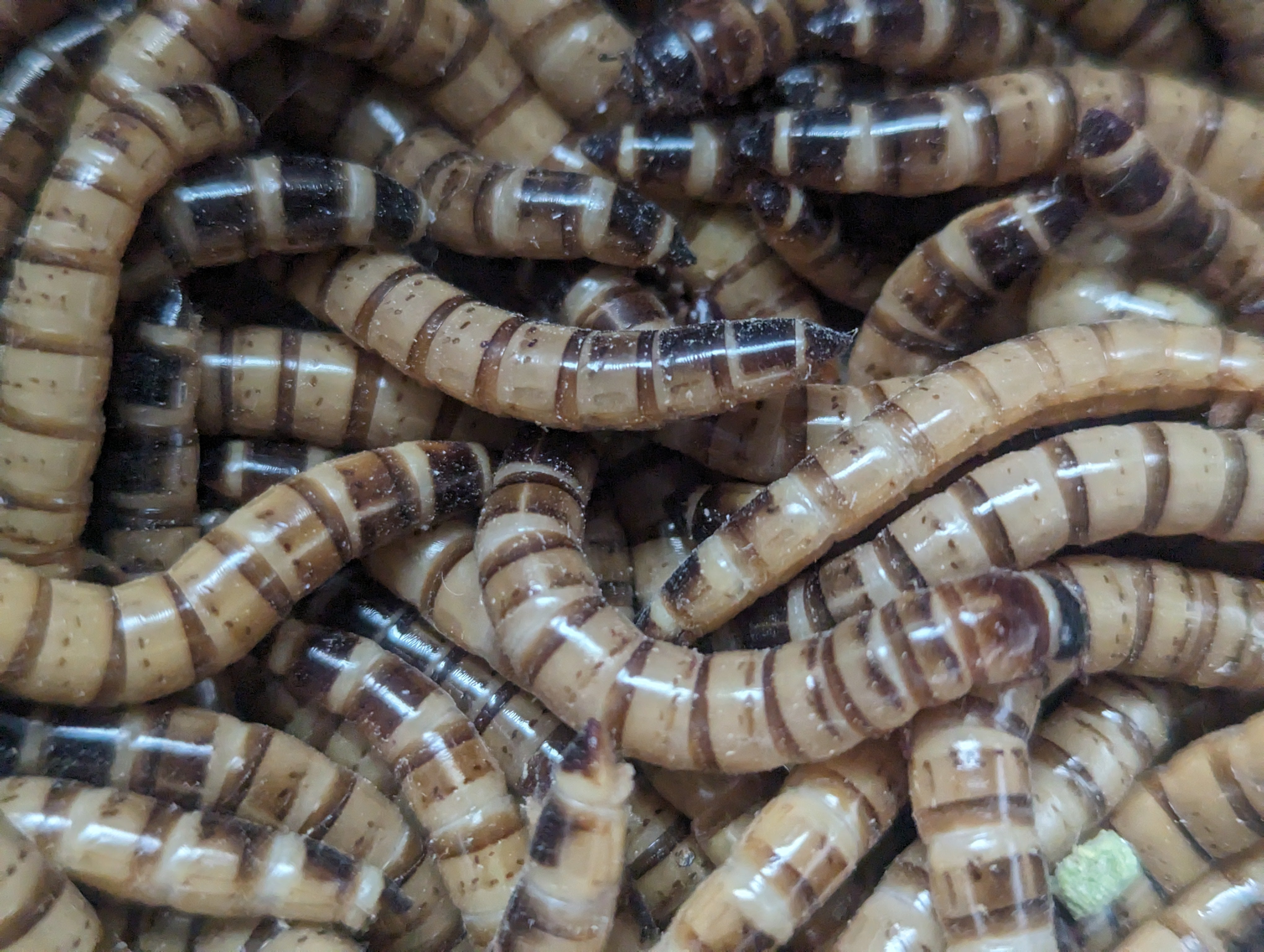 thumbnail image 2 of 1000 Large Live Superworms - Live Arrival Guaranteed For Reptile & Bird Feed 2 of 5