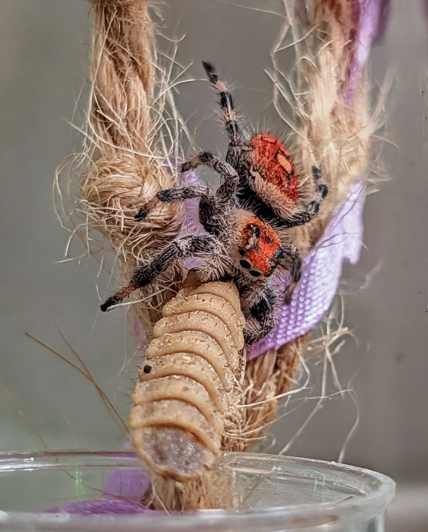 Spider Bundle - Tiny Mealworms, Superworms, and BSFL
