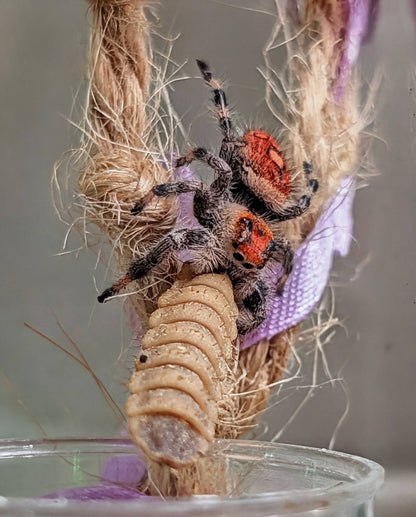 Spider Bundle - Tiny Mealworms, Superworms, and BSFL