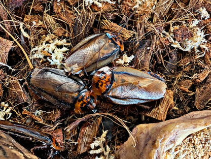 Orange Head Cockroaches
