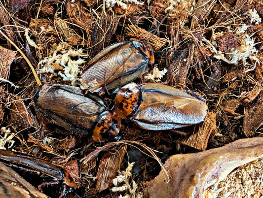 Orange Head Cockroaches