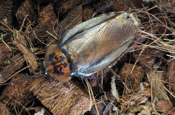 Orange Head Cockroaches