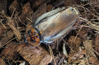 Orange Head Cockroaches