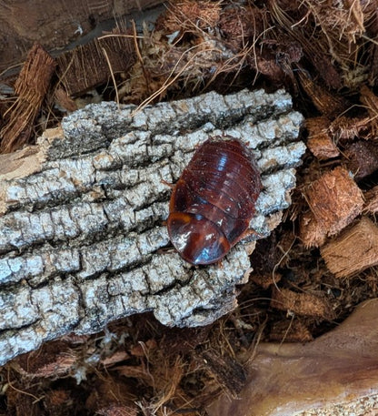 Orange Head Cockroaches