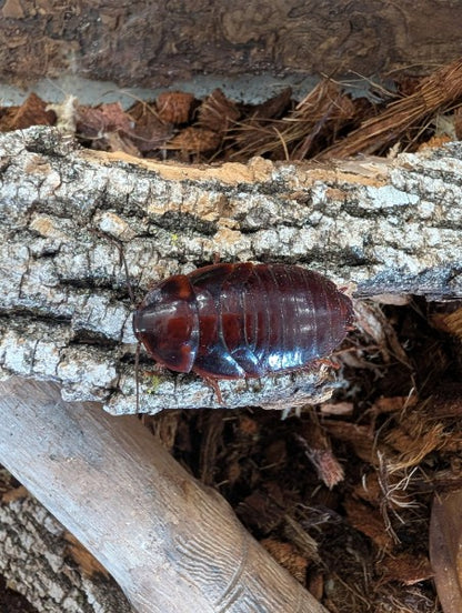 Orange Head Cockroaches