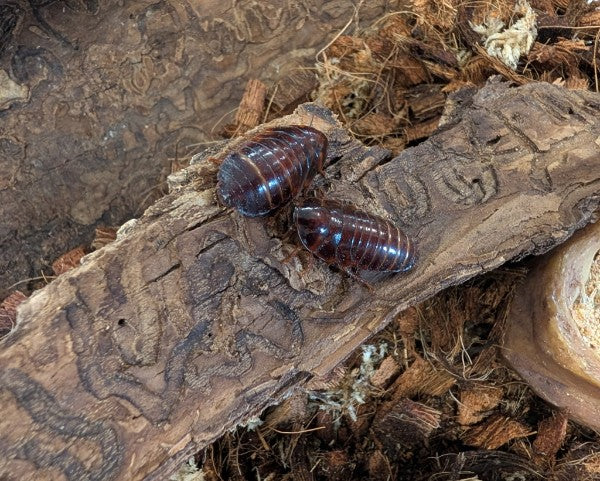 Orange Head Cockroaches