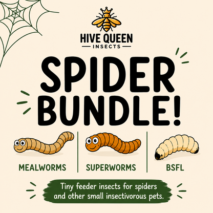 Spider Bundle - Tiny Mealworms, Superworms, and BSFL
