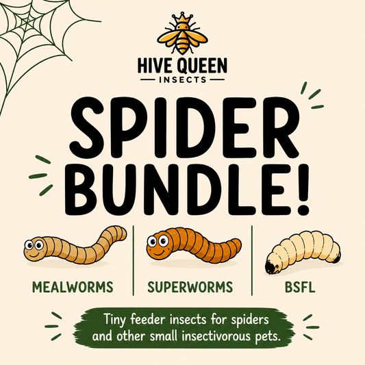 Spider Bundle - Tiny Mealworms, Superworms, and BSFL