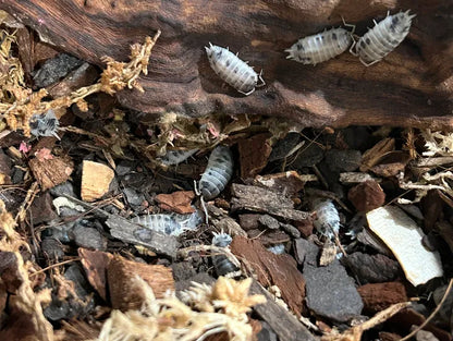 Dairy Cow Isopods