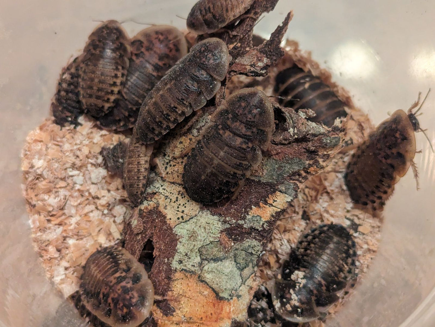 Live Organic Dubia Roaches