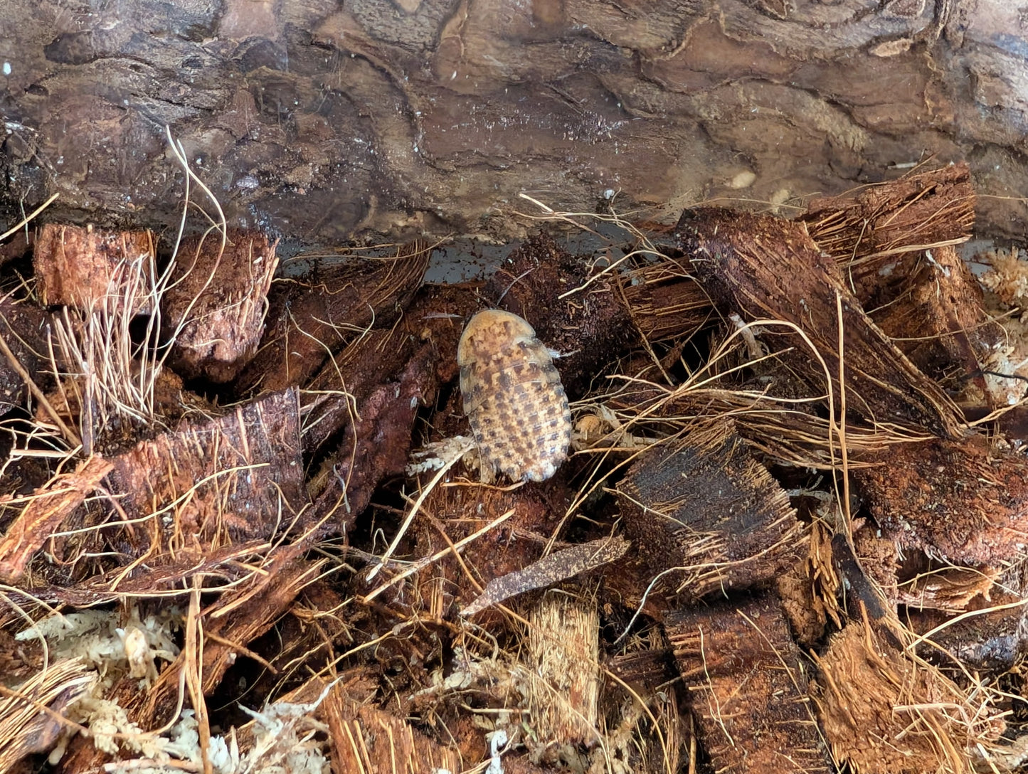 Discoid Roaches