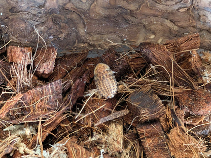 Discoid Roaches