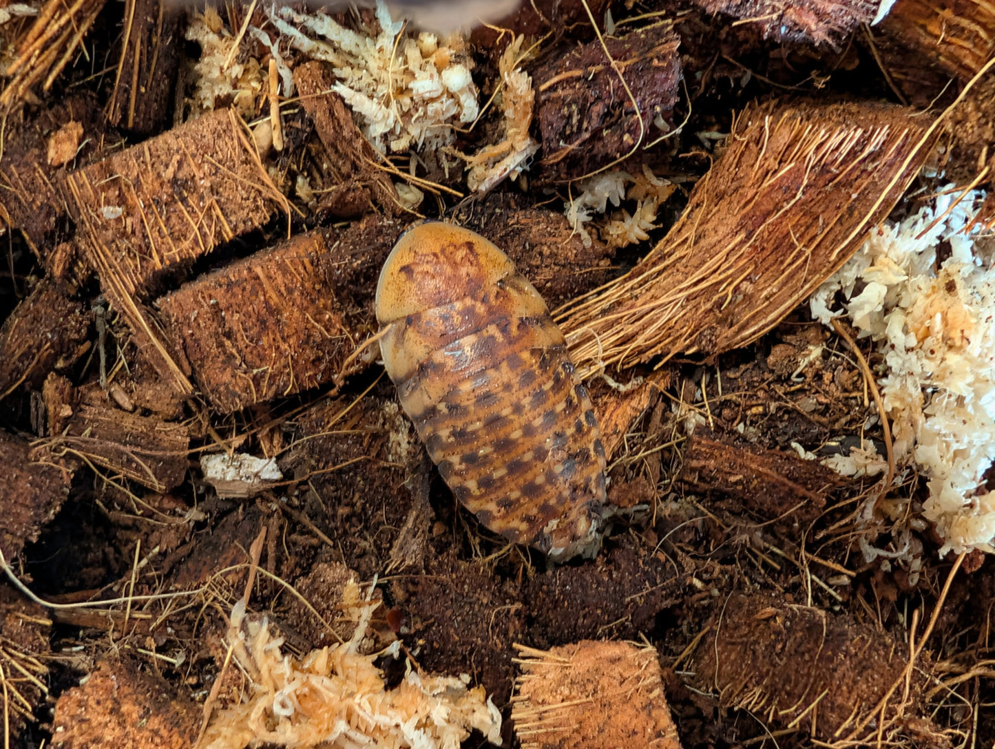 Discoid Roaches
