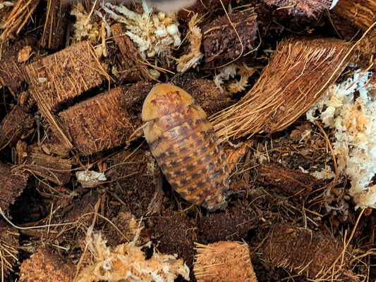 Discoid Roaches