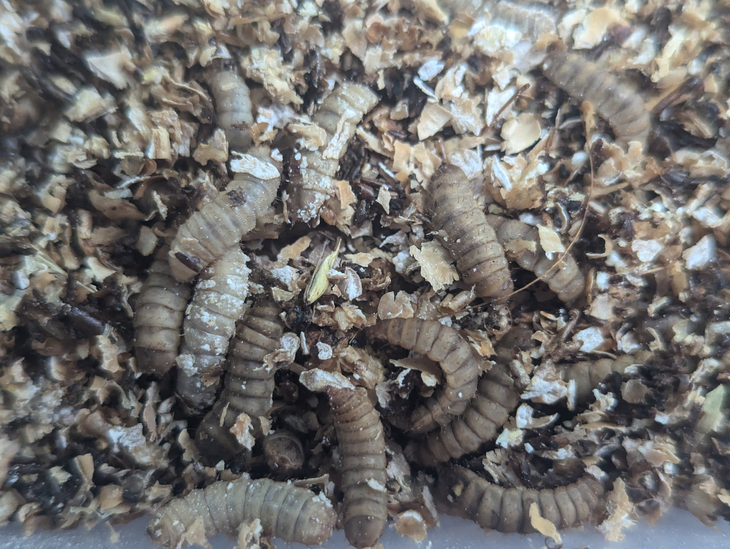 Live Organic Black Soldier Fly Larvae