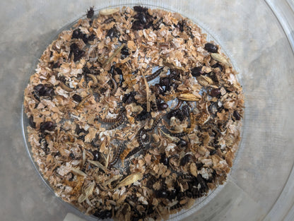 Live Organic Lesser/Buffalo Mealworms