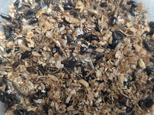 Live Organic Lesser/Buffalo Mealworms