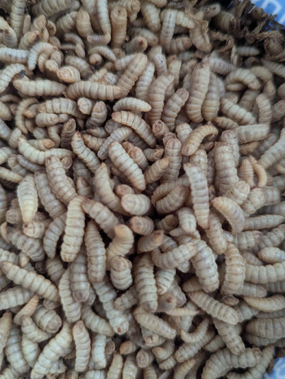 Live Organic Black Soldier Fly Larvae