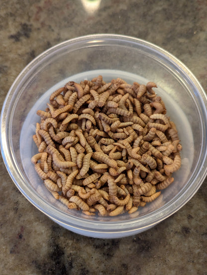 Live Organic Black Soldier Fly Larvae