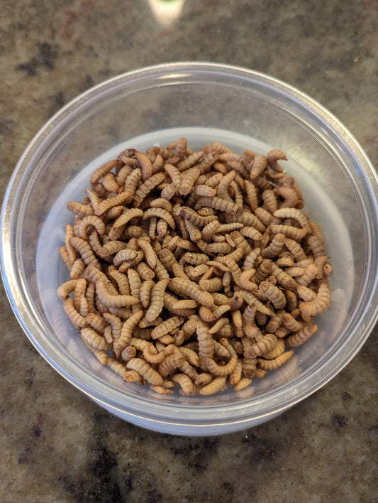 Live Organic Black Soldier Fly Larvae