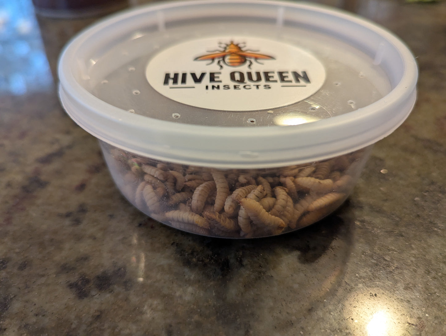 Live Organic Black Soldier Fly Larvae