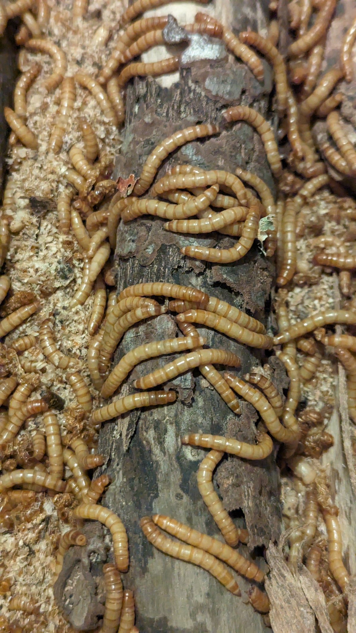 Live Organic Mealworms – Hive Queen Insects