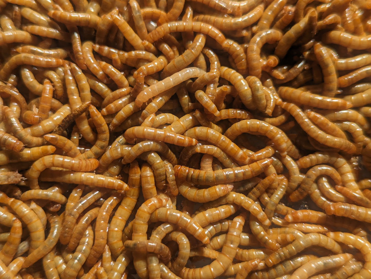 Live Organic Mealworms