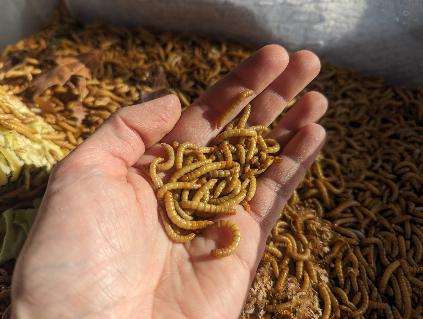 Live Organic Mealworms