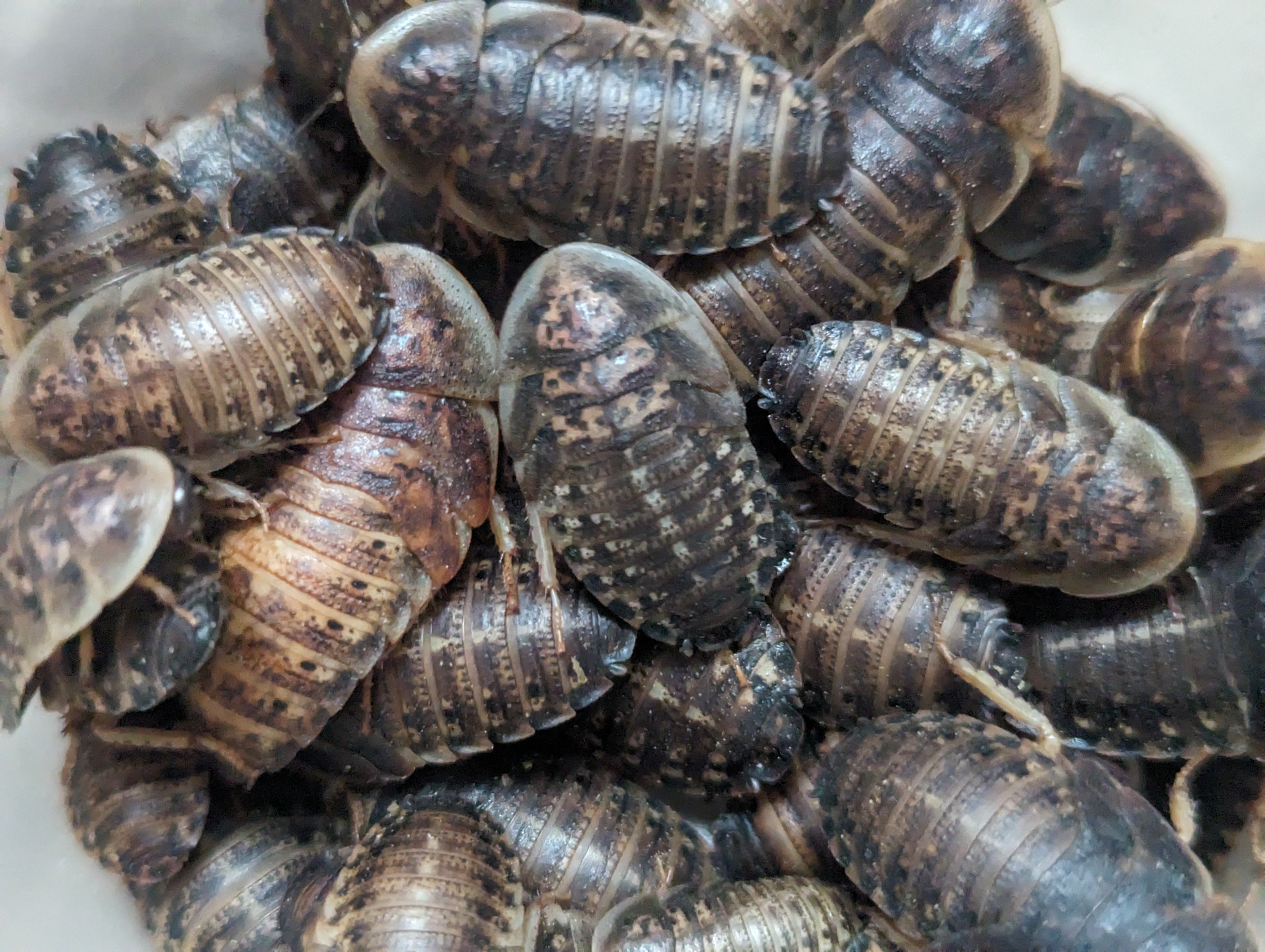 Live Organic Dubia Roaches – Hive Queen Insects