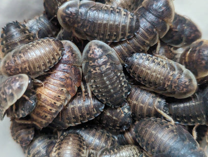 Live Organic Dubia Roaches