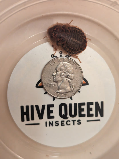 Live Organic Dubia Roaches