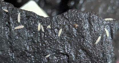 White Springtails
