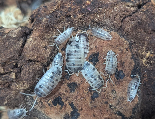 Dairy Cow Isopods