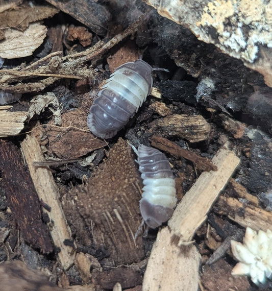 Panda King Isopods