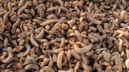 Live Organic Black Soldier Fly Larvae